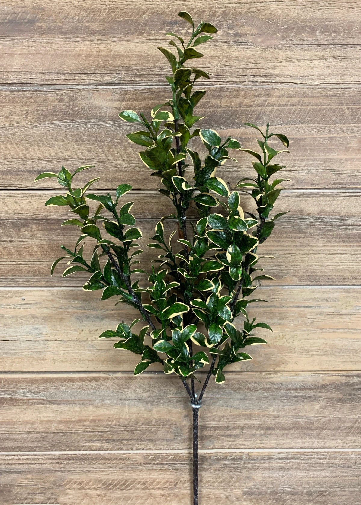 Golden Euonymus