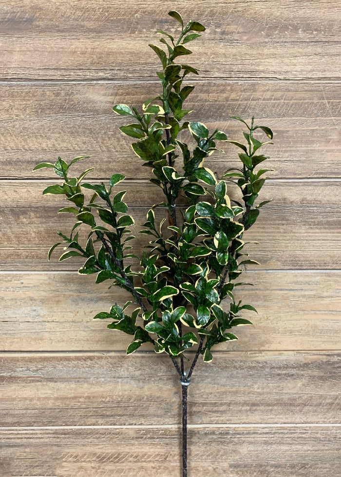 Golden Euonymus